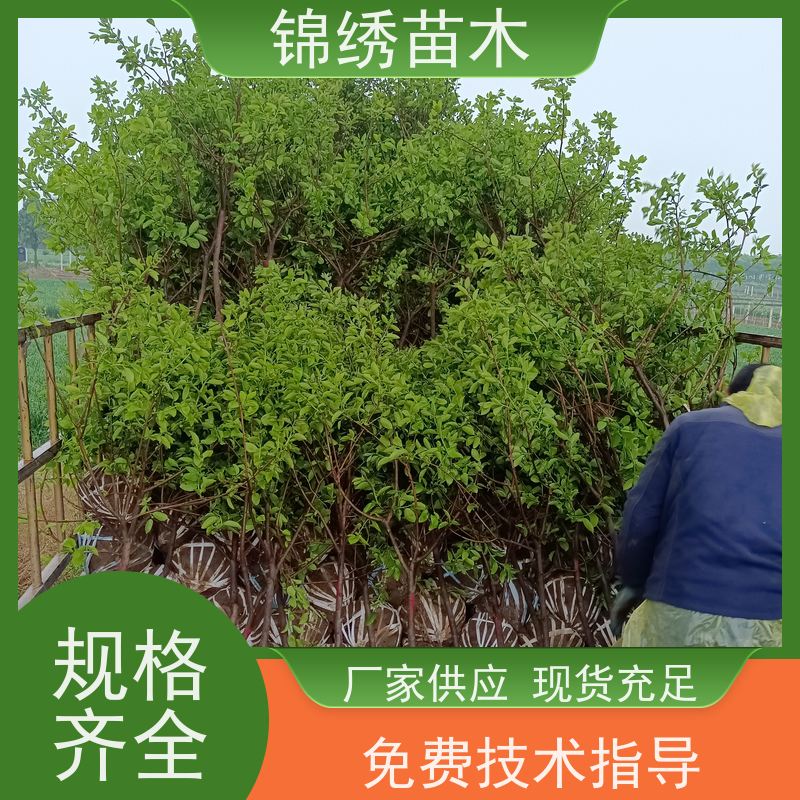 万亩田苗圃 柿子苗 太秋甜柿阳丰次郎富有牛心柿 阳丰甜柿 带土球发货