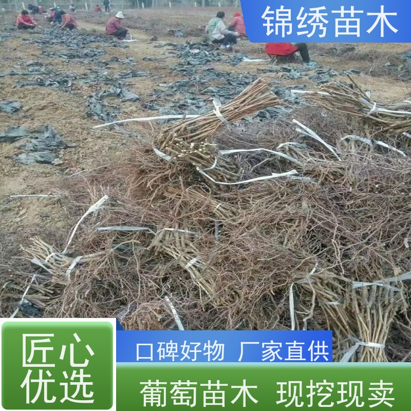 户太八号 巨峰 红提葡萄苗3309砧木嫁接 种苗健壮 葡萄树苗成形成花快
