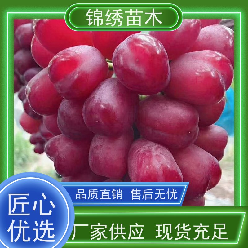 葡萄苗 万亩葡萄树苗基地现货 浪漫红颜阳光玫瑰妮娜皇后 口感好爽甜