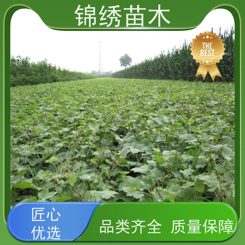 巨峰葡萄苗裸根 扦插嫁接可选 优质纯正品种采摘园种植当年结果