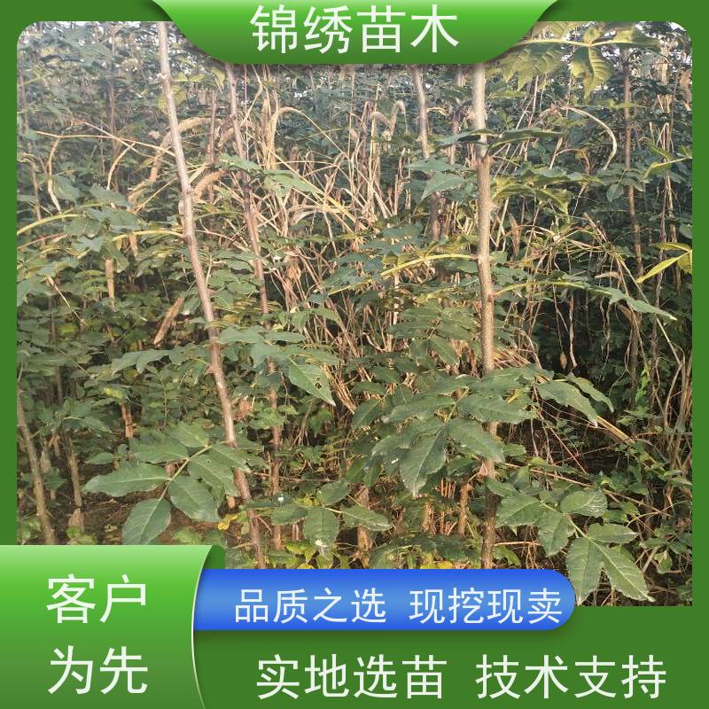 花椒苗 嫁接大红袍无刺花椒树苗 优选树种 品种规格齐全 基地直发供应