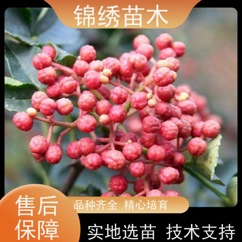 大红袍花椒苗特色种植 青花椒树苗 香味浓麻甜美 种类多样 产地培育