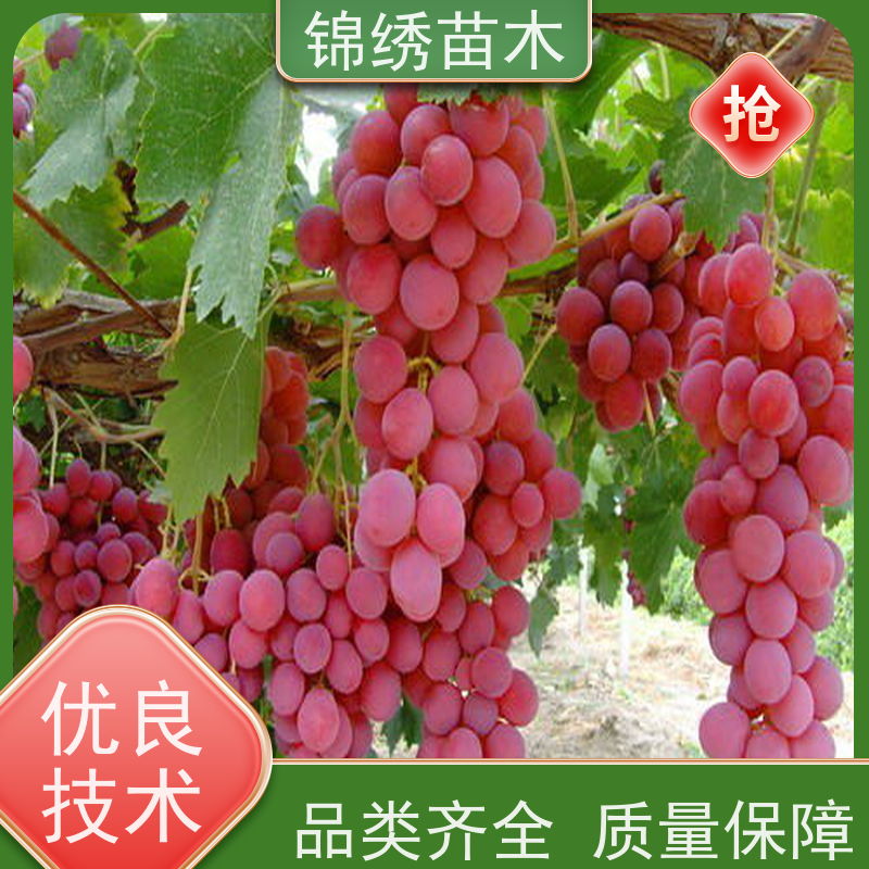 巨峰 夏黑 阳光玫瑰葡萄苗 规格多选 露地大棚栽植 葡萄树苗品种纯正