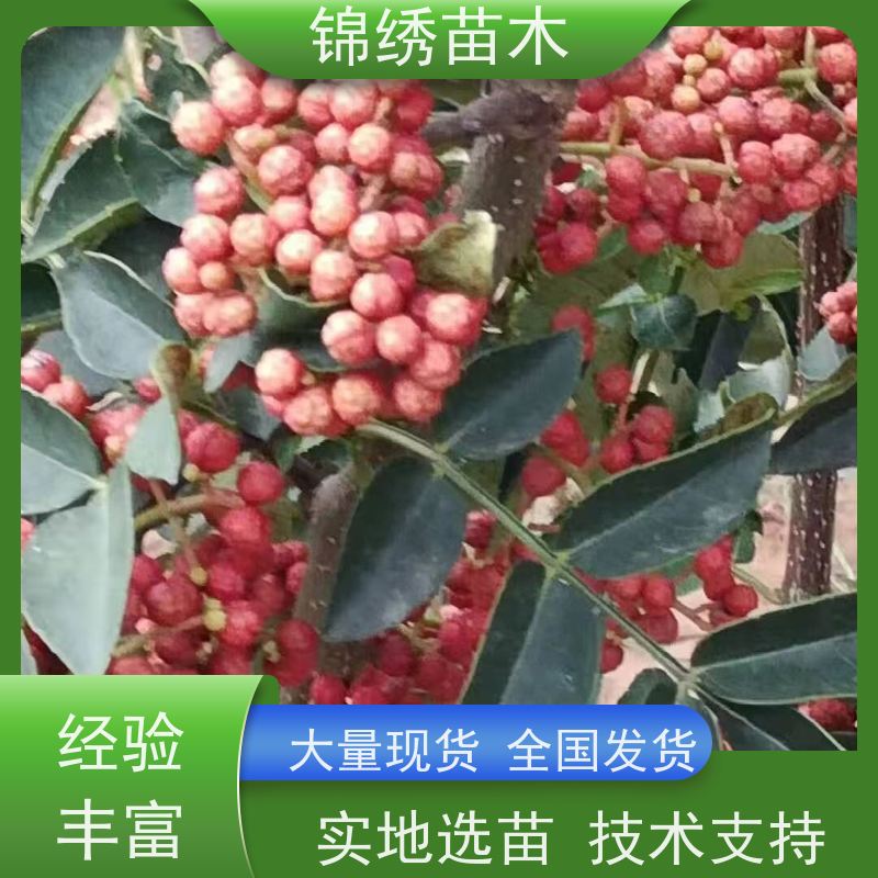特色花椒树苗木种植 大红袍花椒苗 经济林种苗 机械现挖现卖基地批发