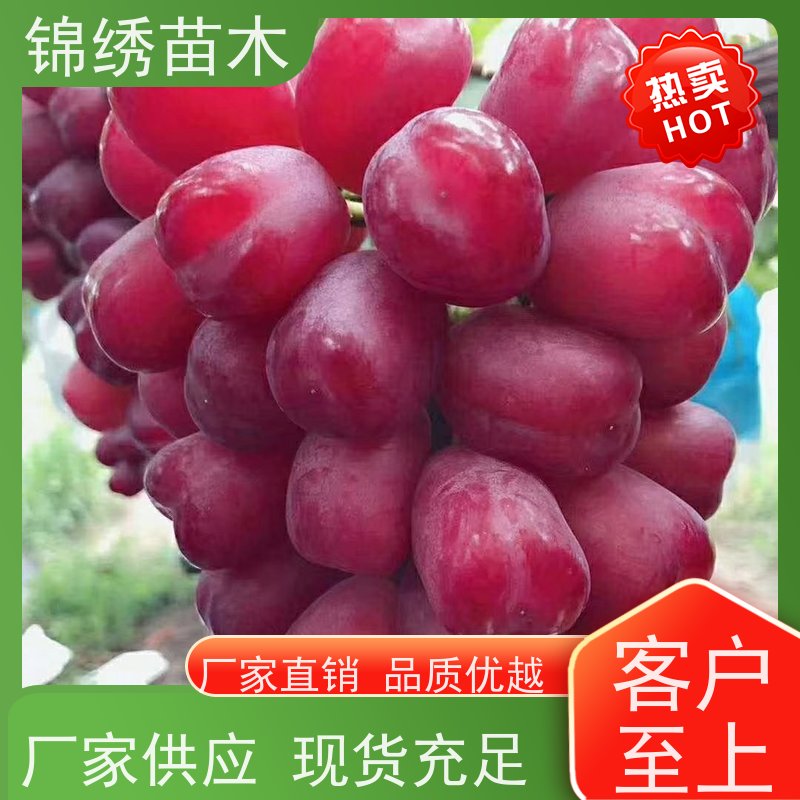 甜蜜蓝宝石葡萄苗 阳光玫瑰扞插嫁接苗 庭院栽培 花期耐低温 基地批发