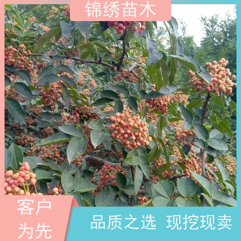 嫁接无刺大红袍花椒苗 当季青花椒树苗 一站式源头供应 售后无忧服务