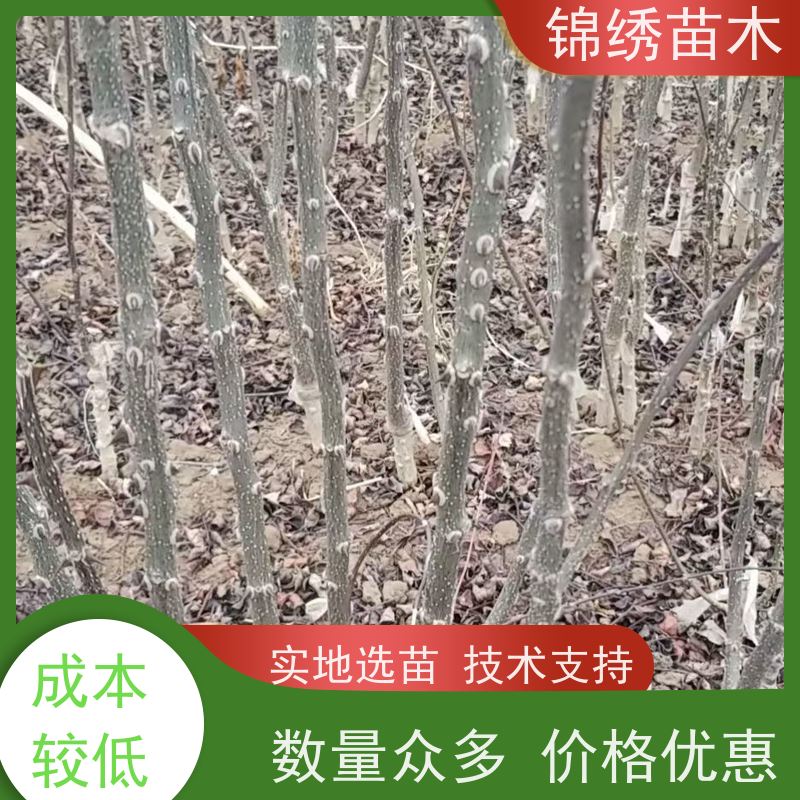 嫁接无刺大红袍花椒苗 根系发达健壮 锦绣花椒树苗基地 品种优选