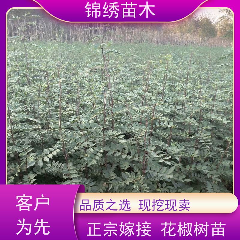 食用花椒树苗 花冠蔷薇形状 大红袍花椒苗 颜色美观 味道厚浓产地直供