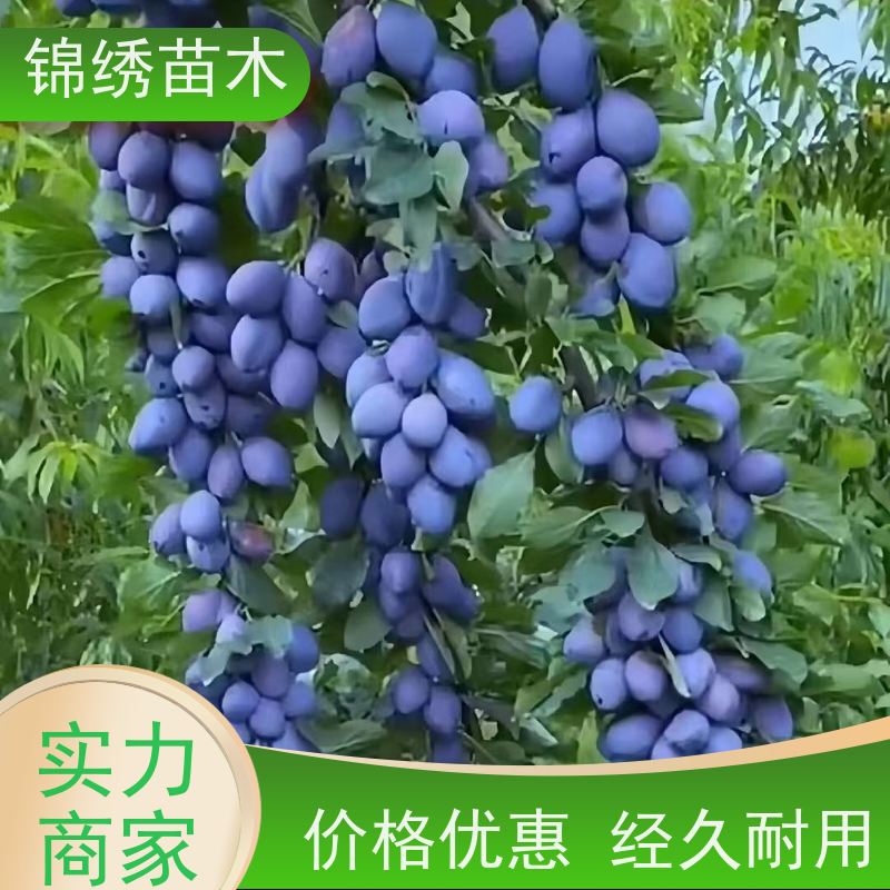 恐龙蛋李子苗 基地出售嫁接品种 西梅李 青脆李品种多口感好 次年结果