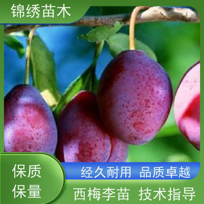 法兰西 青脆李 蜂糖李子树苗价位 嫁接良种李子苗木栽培 售后技术指导