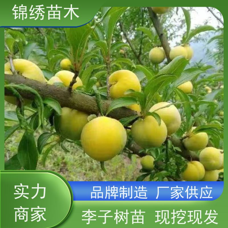 陕 西杏李恐龙蛋 味帝 风味玫瑰李子苗培育基地 李子树苗植株生长旺盛