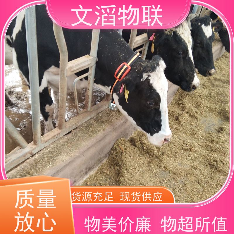 文滔物联 猪B超 动物发情监测GPS定位计步器 厂商 