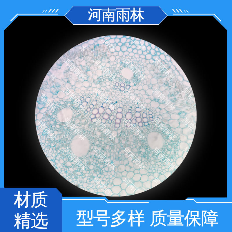 雨林教育工程 专业 植物标本 一对一质检 可定制