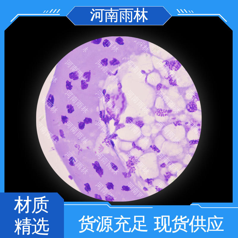 雨林教育工程 显微标本 性价比高 切片安全 厂家销售
