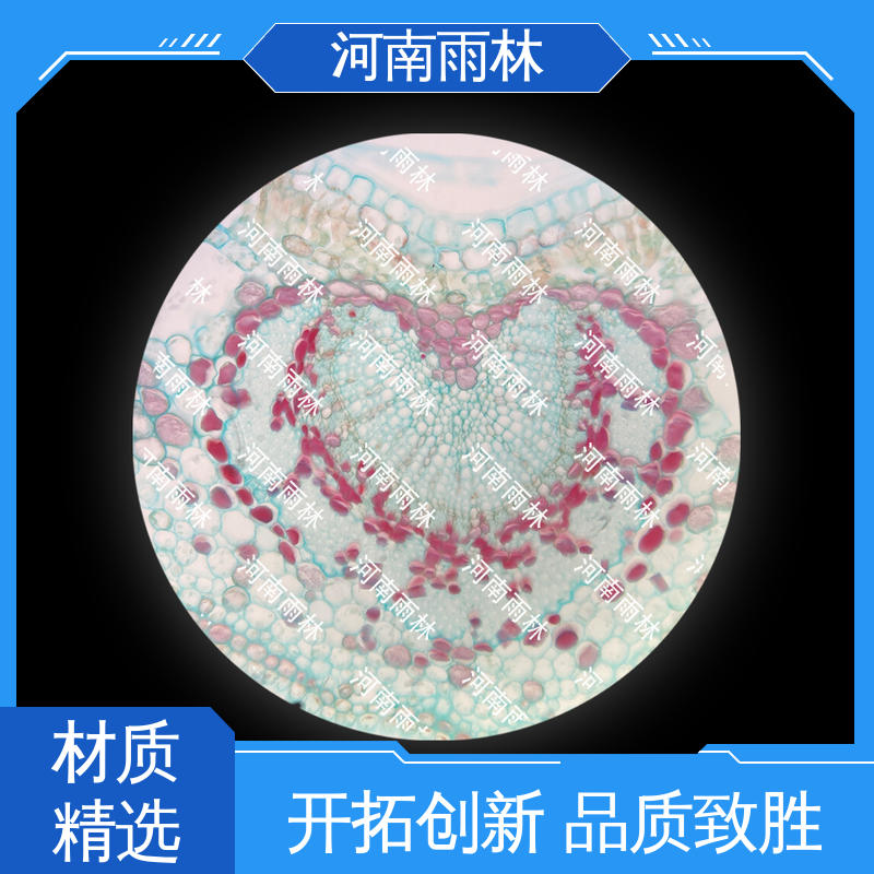 厂家销售 可定制 一对一质检 生物切片 雨林教育
