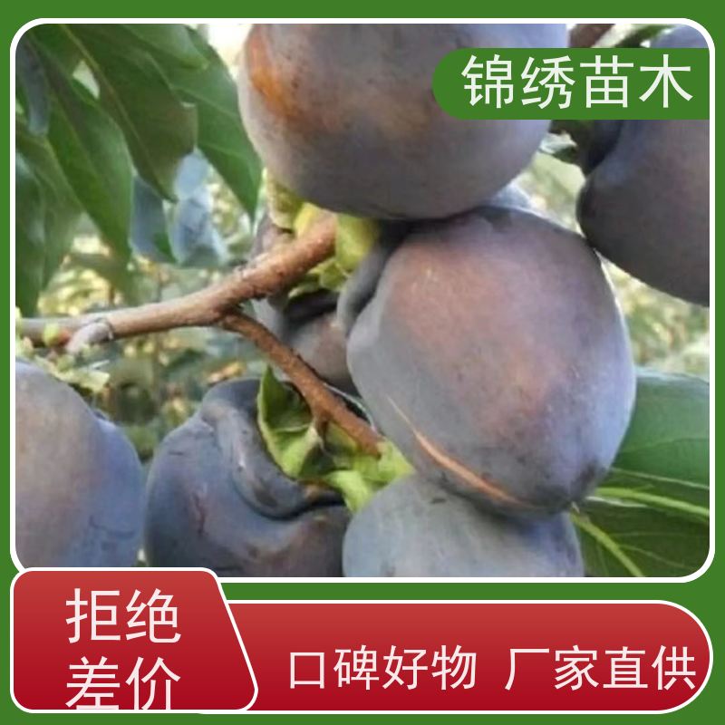 太秋甜柿子苗 阳丰水果大秋脆柿子树苗 经济林种苗 优选栽培产地直供