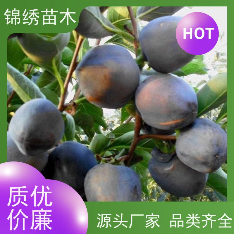 新品种柿子苗基地 当年结果甜柿子树苗 果园栽培苗 植株健壮抗病性强