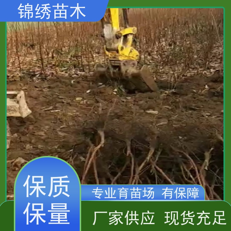 阳丰甜柿子树苗 果实扁圆 富平尖柿火晶柿子树 无核柿子苗 规格齐全