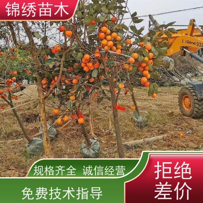甜脆柿子树苗阳丰 0.8-2公分以上通货柿子苗 品种全 现挖现发 水果苗