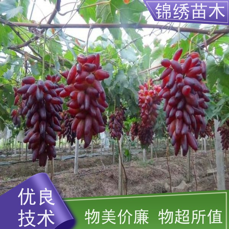 酿酒苗苗圃销售 春红三号葡萄苗 南北方种植 果味脆甜 葡萄树苗采购