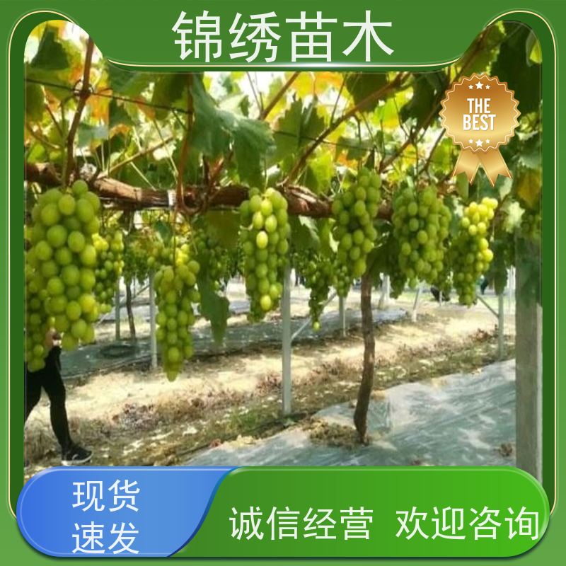 玫瑰红葡萄苗繁殖 嫁接苗生长力强巨峰 红提品种葡萄香甜经久耐用