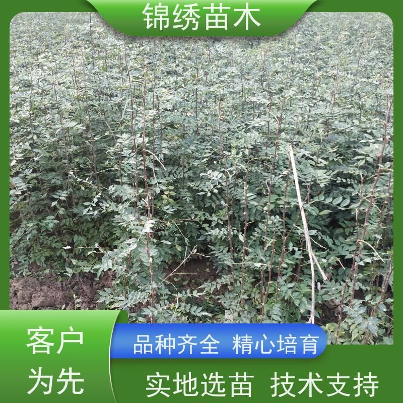 嫁接无刺花椒苗 大红袍狮子头花椒树苗 2天内及时发货 产地自产自销