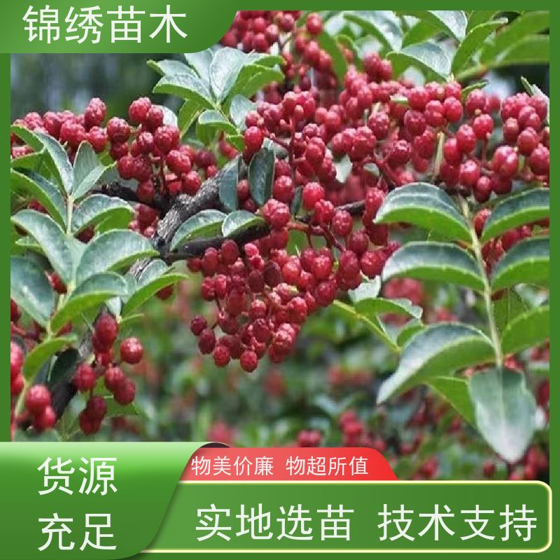 风椒花椒树苗 花冠蔷薇形状 嫁接无刺大红袍花椒苗 植株健壮 基地批发