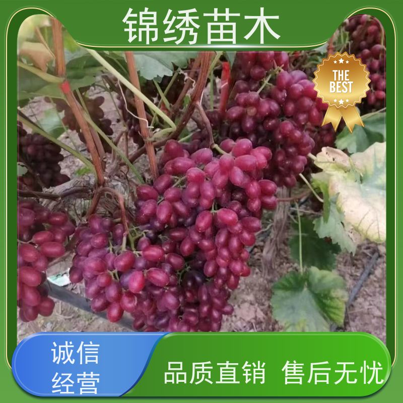 玫瑰红葡萄苗 夏黑砧木嫁接苗 占地苗 扦插苗培育基地 专业育种种植