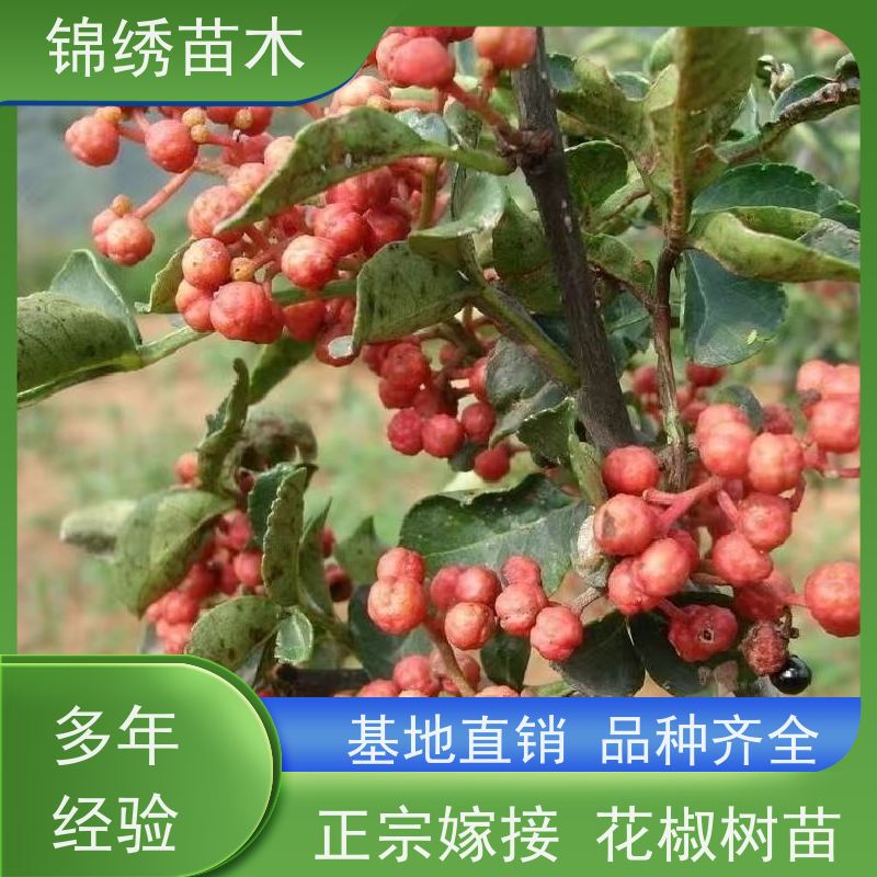 无刺风椒出售抗干旱 易成活花椒树苗 狮子头花椒小苗大红袍花椒苗