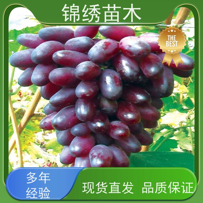 阳光玫瑰 红玫瑰葡萄苗 甜蜜蓝宝石树苗 合理选种地载种植 现货直发