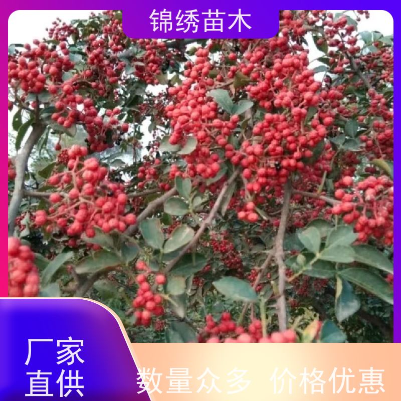 锦绣大红袍无刺花椒苗 花椒树苗种植基地批发 选择自然条件优势栽植