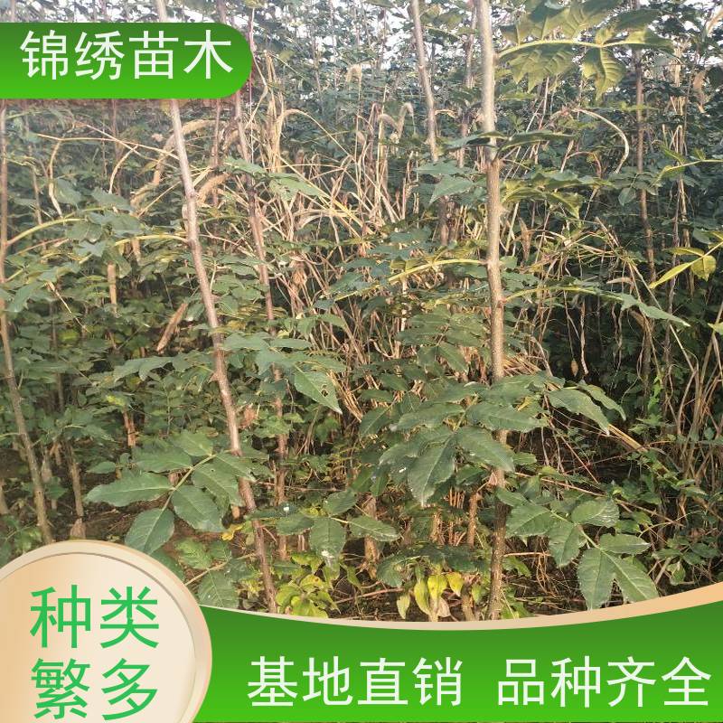 大红袍花椒苗基地直供 花椒树苗品种优选 籽播嫁接营养钵杯苗 易管理