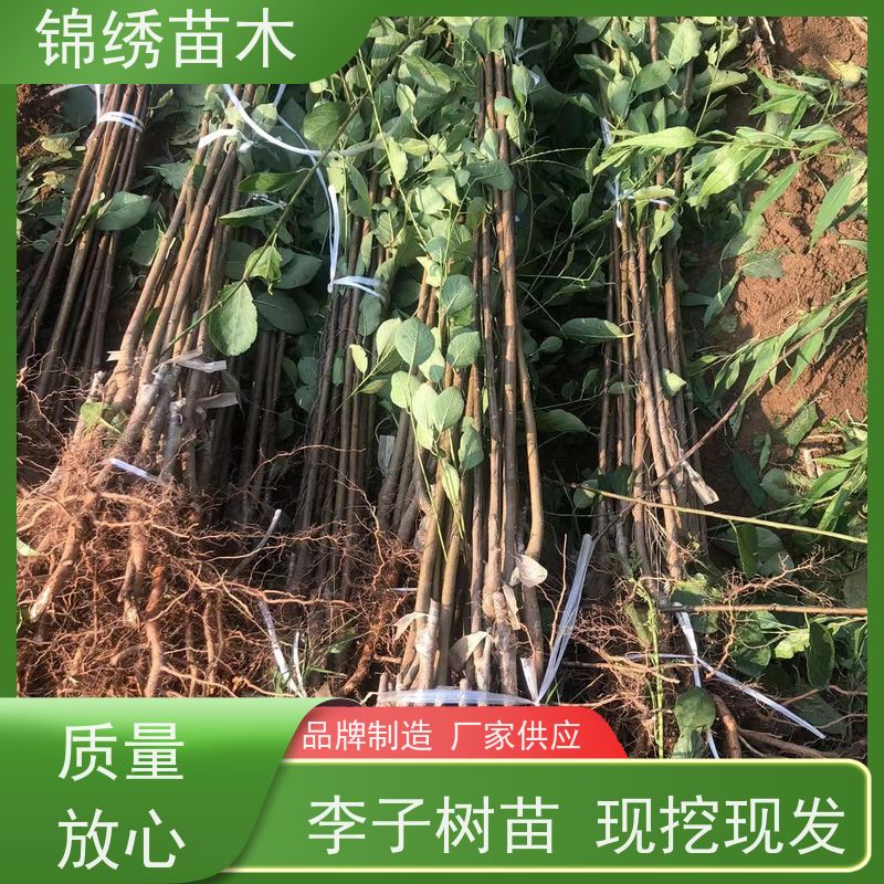 万亩田苗圃 嫁接李子苗 西梅李杏李味帝 味王等多品种 南北方可种植