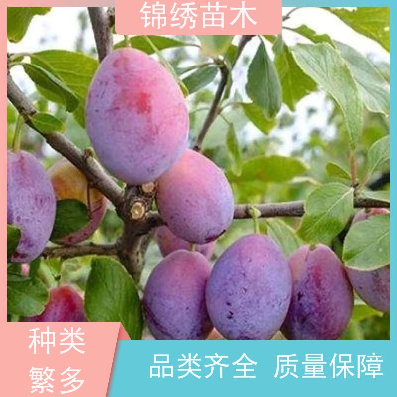 原产地直发蜂糖李子苗 风味皇后李子树苗多规格可选 树种易于管理