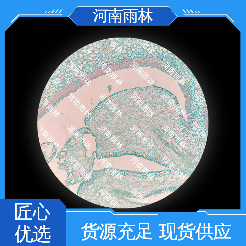 个性化定做 颜色鲜亮 可提供材料 显微切片 雨林教育工程