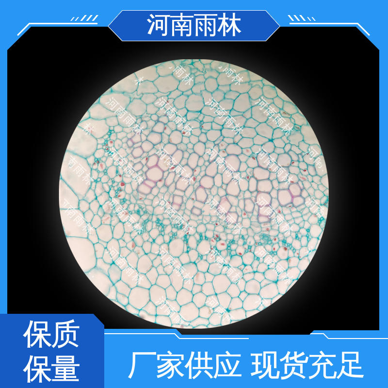 可后期加工 显微标本 一对一质检 个性化定做 雨林