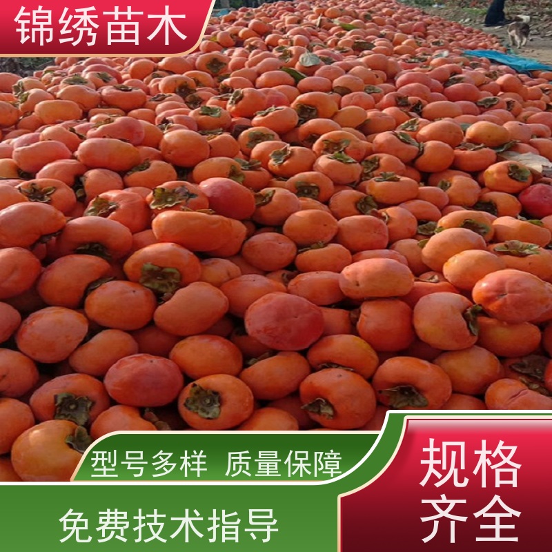 3-8公分柿子树苗 甜柿子苗出售 种植基地直发 适宜经济林果园栽植苗