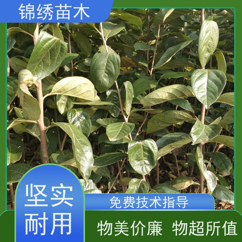 嫁接柿子苗批发 挂果率高 3-6cm柿子树苗 已挂果基地现货 愿致电咨询