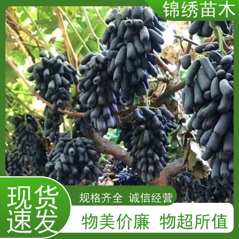 阳光玫瑰葡萄树苗 巨峰户太八号青提葡萄苗种植 扦插 嫁接苗机械起苗