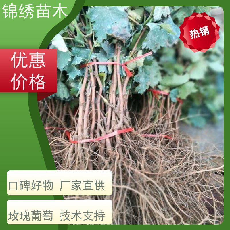 基地批发嫁接秋天清脆 正宗玉龙玫瑰 红地球葡萄苗中熟葡萄树苗