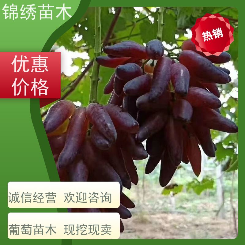 葡萄苗甜蜜蓝宝石 阳光玫瑰基地直发 嫁接优良果树种苗 品种齐全