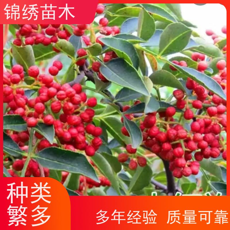 锦绣农业花椒苗 一级苗 分株苗 露地栽培沙土生长 全国可用 产果必备