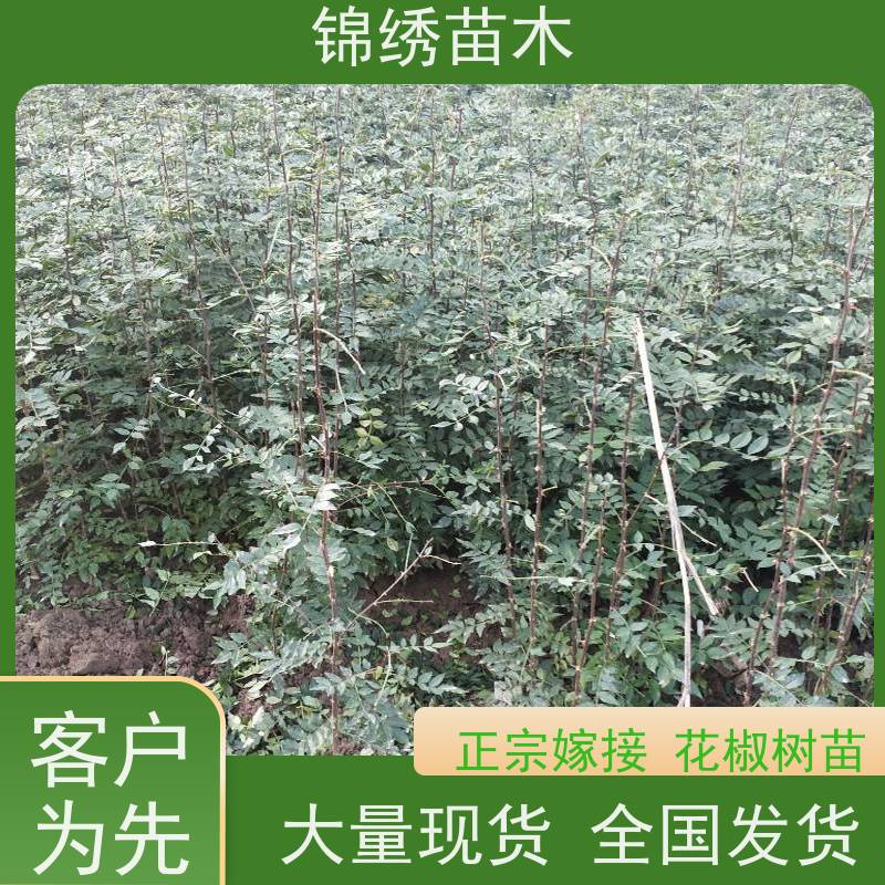 大红袍花椒苗 嫁接无刺花椒树苗根系发达 长势旺盛 基地自产自销