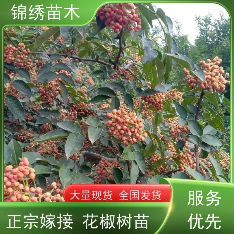 花椒树苗 大红袍花椒苗 食用麻椒苗南北方种植 优选地栽次年结果