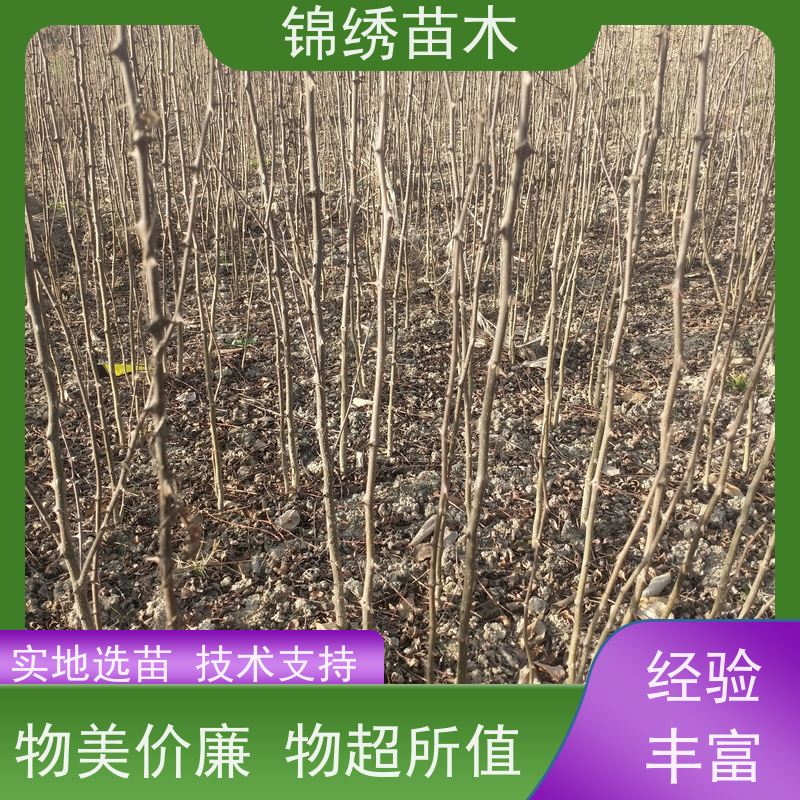 嫁接花椒苗 大红袍无刺狮子头花椒树苗 因地制宜保湿发货 产地直发