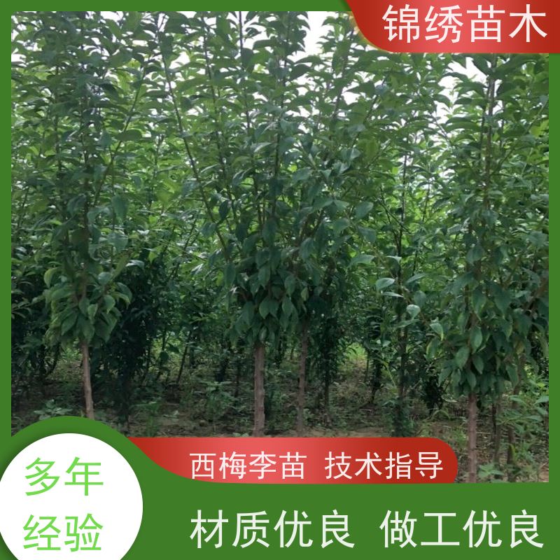 蜂糖李子苗 种植基地 冰糖李子树苗苗批发 栽植售后 免费技术指导