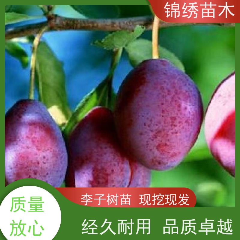杏李味帝嫁接李子苗品种 1-5cm李子树苗行情 黑布朗李子树产地批发