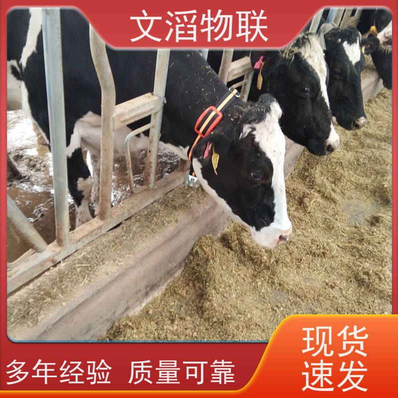 文滔物联 猪B超 GPS定位发情监测计步器 好品质有保障 