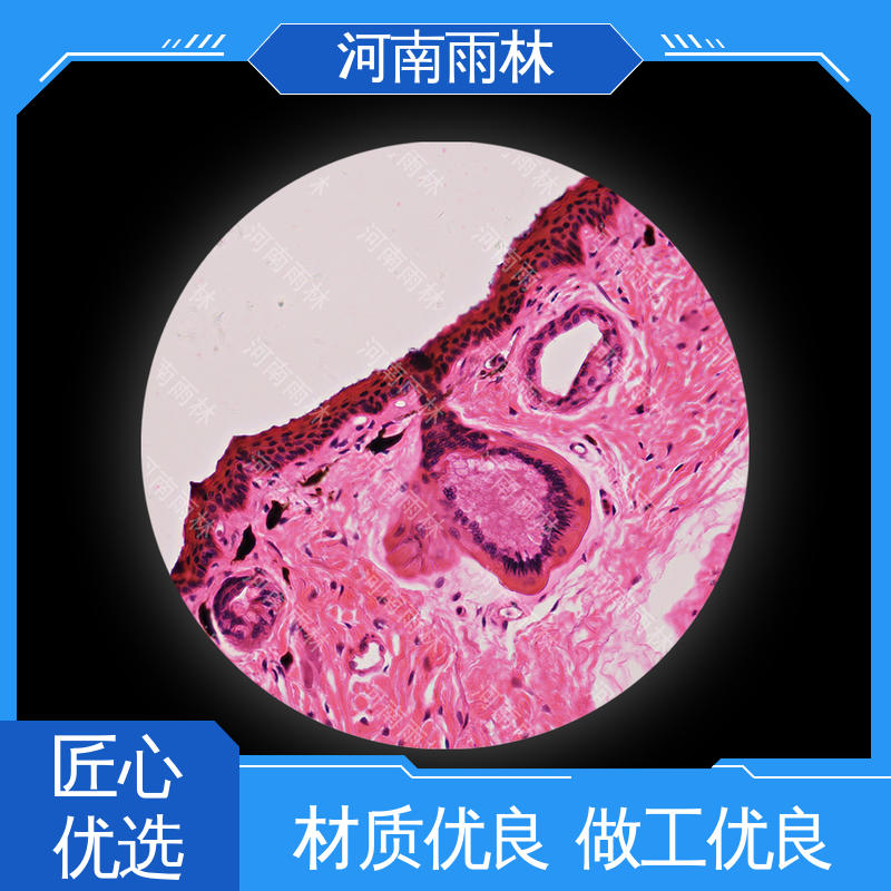 雨林教育工程 可提供材料 厂家销售 实验标本 细胞清晰