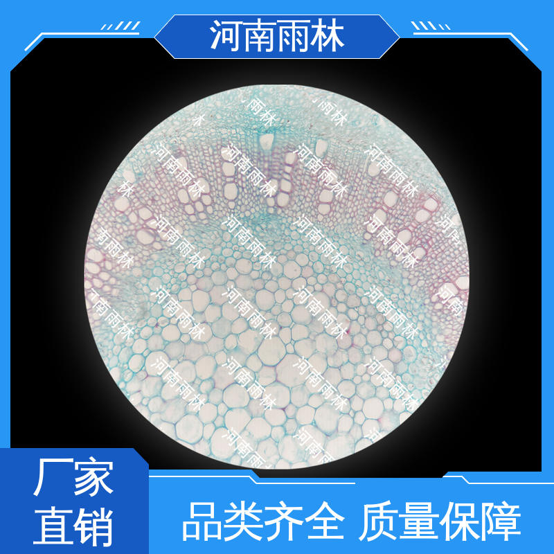 雨林教育工程 植物切片 厂家销售 细胞清晰 质量优